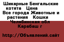 Шикарные Бенгальские котята › Цена ­ 25 000 - Все города Животные и растения » Кошки   . Челябинская обл.,Карабаш г.